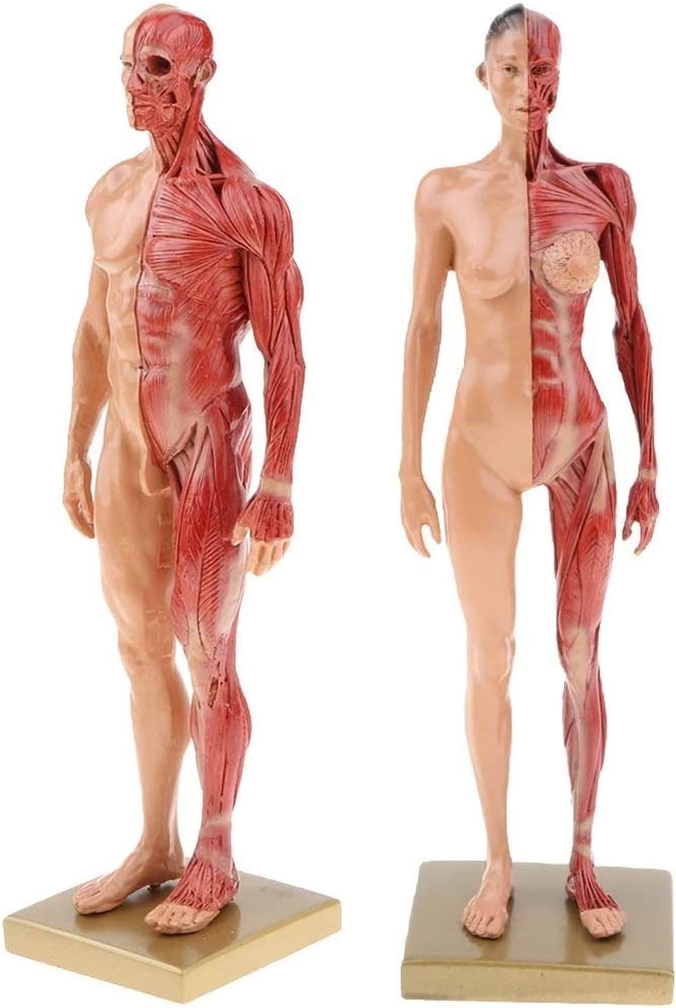 人体模型 筋肉構造 セット　台座付き Amazon.co.jp: 2個セット 人間筋肉構造模型 筋肉モデル 解剖モデル