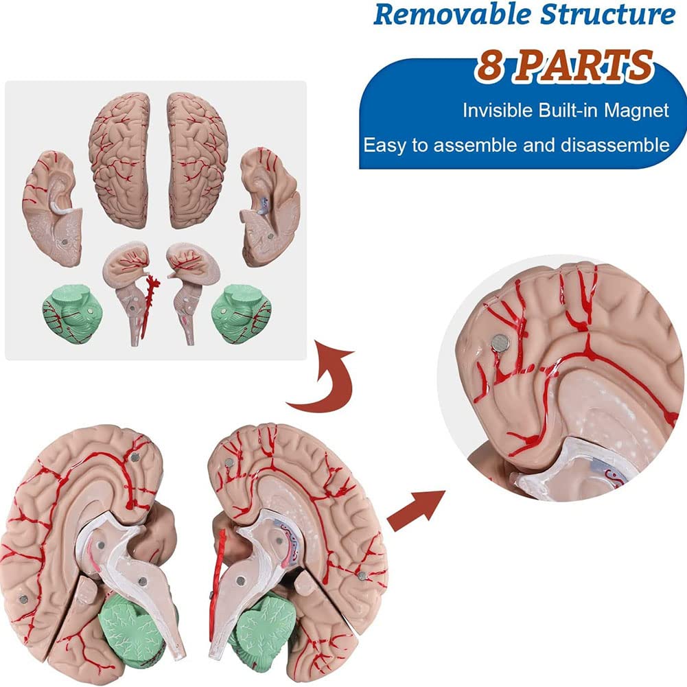 Amazon.co.jp: 人体モデル 人間の脳モデル 8部分の神経科学脳モデル