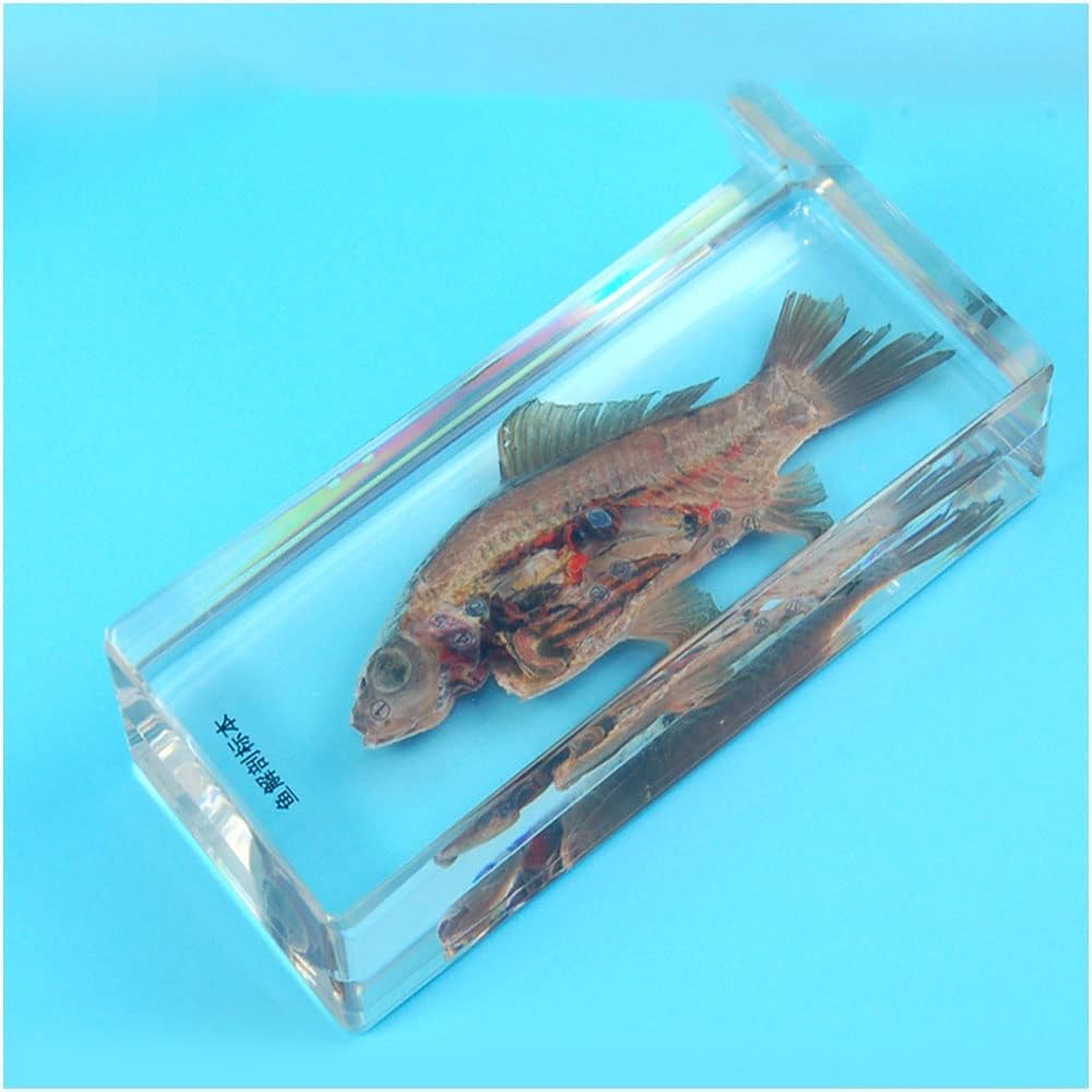 魚類標本 810GS4jQsVL._UF350,350_QL80_.jpg