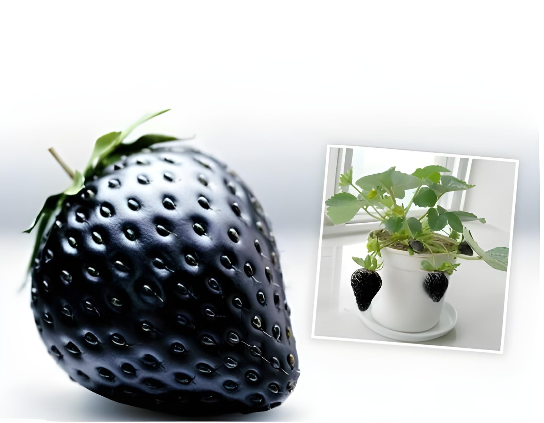Green view® "All Time Sweet & Testy Very Nice Looking Black Strawberry Fruit Tree Plant| For Home Garden Out Door Live Fruit plant.