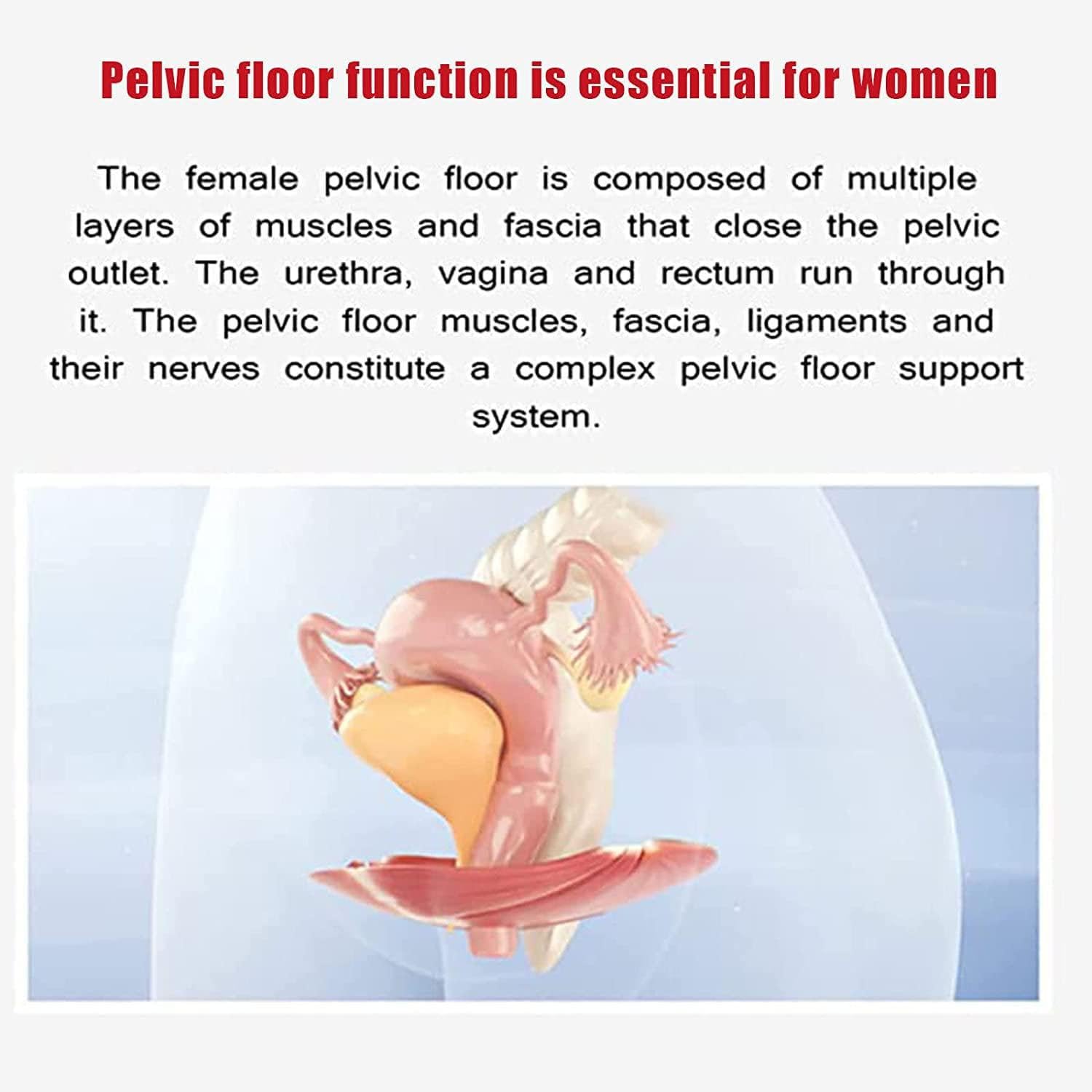 Allenatore muscolare del pavimento pelvico, regolazione intelligente dell'intensità per un migliore recupero, supporta la salute della prostata maschile e la stabilità pelvica