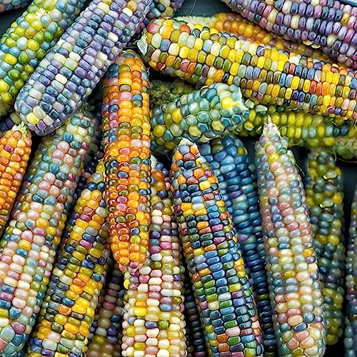 semillas de maíz arcoiris - resistentes invierno purificadoras 100pcs