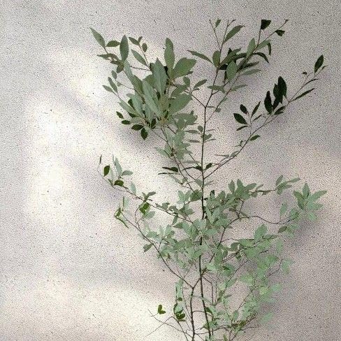 クロモジ（根巻き苗）黒文字 クロモジ苗木 クロモジ（根巻き苗）黒文字