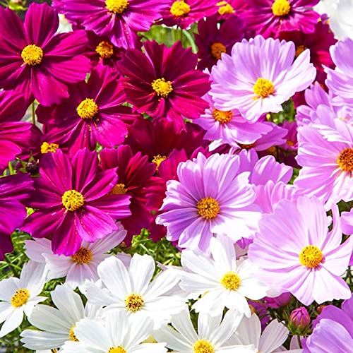 Navya germination Cosmos 7000 Hybrid Seeds Bulk Packaging For Your Home Gardening (B0862B292H) Amazon Price History, Amazon Price Tracker
