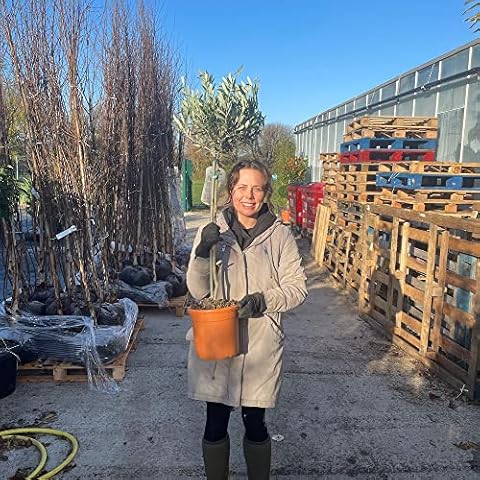 Olive Tree Half Standard 110/120cm Tall | Olea Europa | Hardy Olive Tree Cover