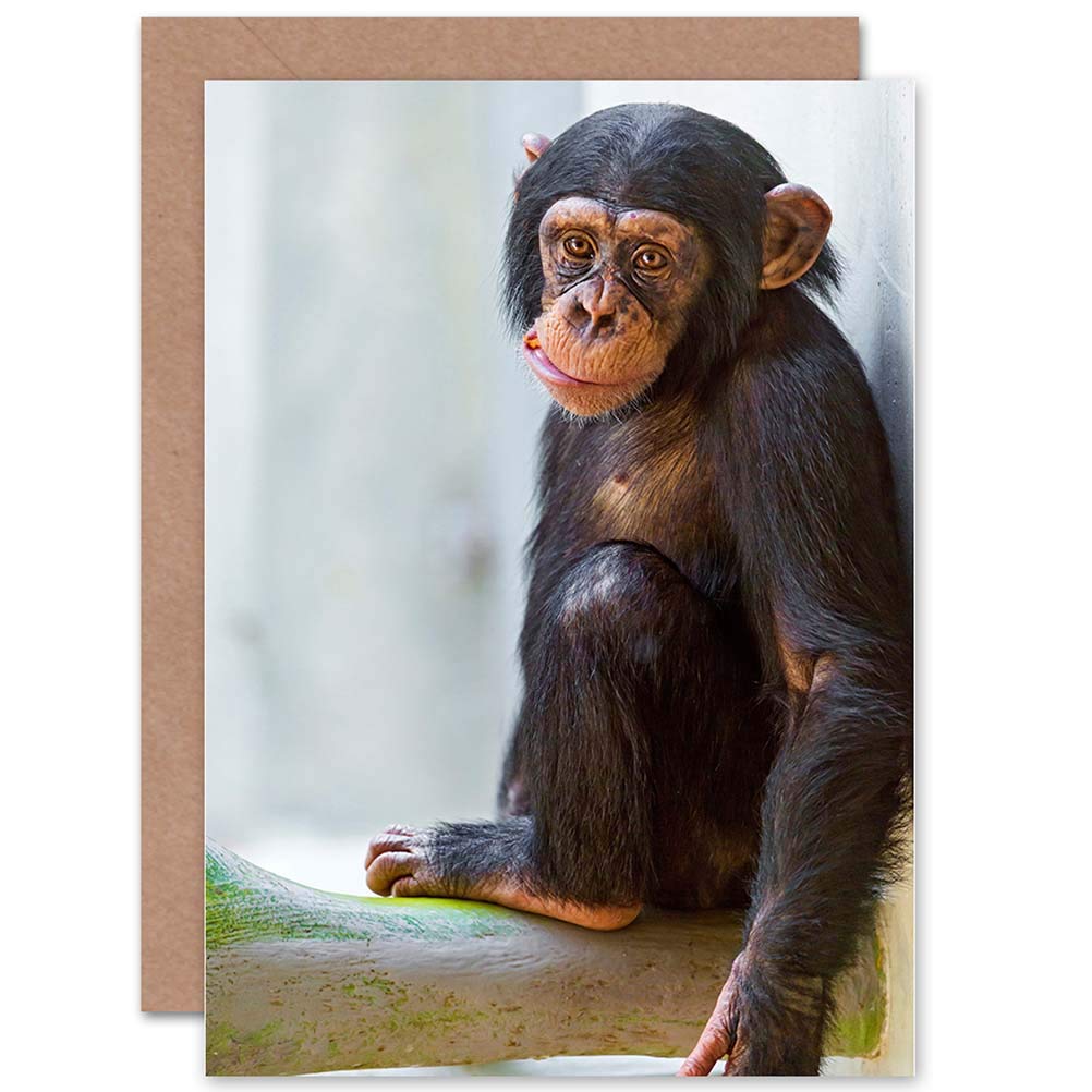 Wee Blue Coo GREETINGS CARD BIRTHDAY GIFT ANIMAL PHOTO MONKEY CUTE BABY CHIMP