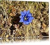 100% Fabriqué en Allemagne belle fleur bleue Toile, XXL photos complètement encadrée avec de grandes images de coin, art impression sur la photo murale avec cadre, moins cher que la peinture ou une peinture à l\'huile, pas une affiche ou bannière
