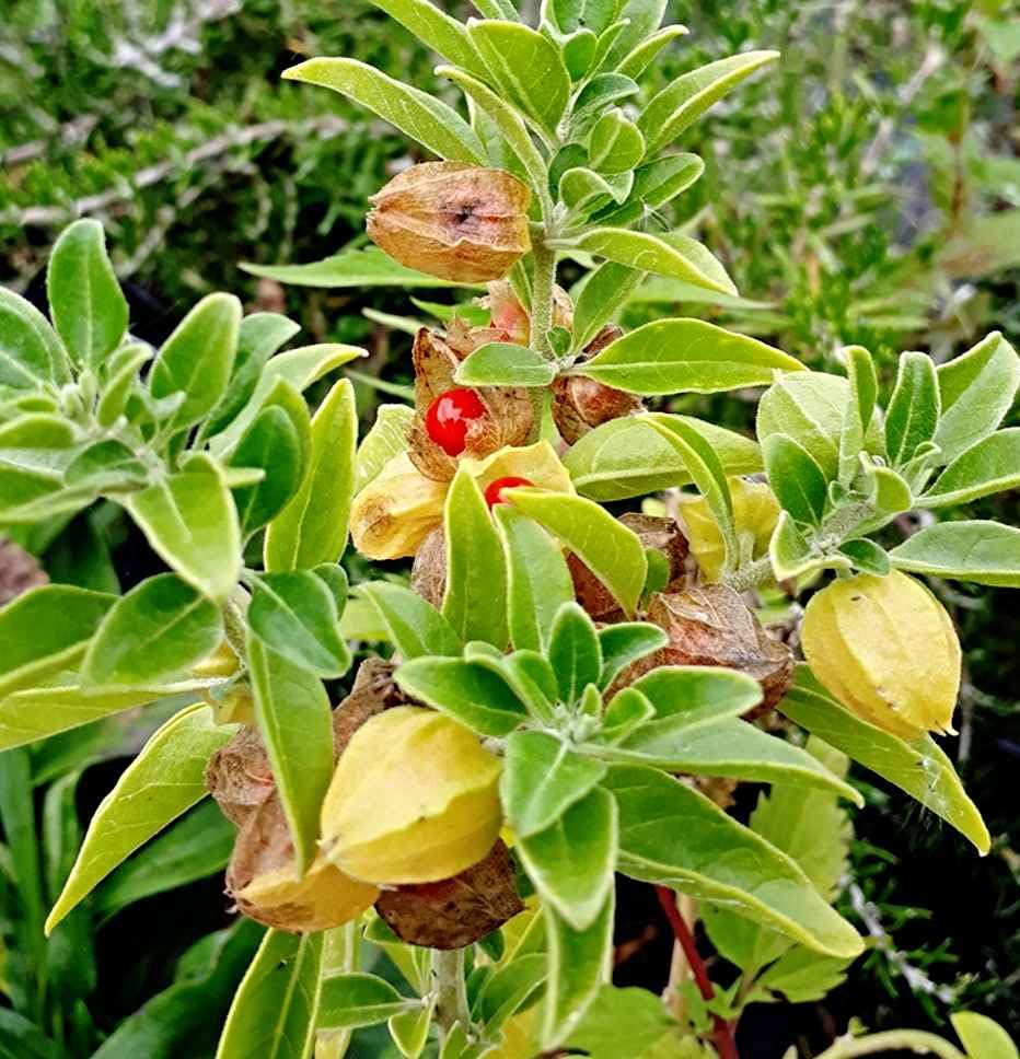 Schlafbeere Samen, Ashwagandha, indischer Ginseng, Heilpflanze im ind. Ayurveda (10.000 Samen)