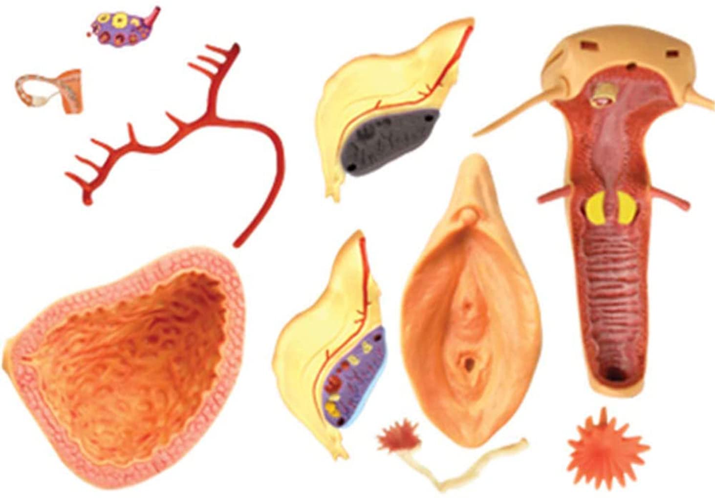 1: 1 órganos reproductivos Femeninos Humanos Ensamblaje del Rompecabezas 19 PPC 4D Modelo de enseñanza médica Manikin Ciencia Modelo anatómico 13 * 12 * 16cm