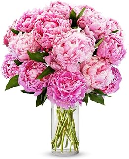 From You Flowers - Pretty Pink Peonies - Deluxe with Glass Vase | Fresh Flower Bouquets for Birthday, Anniversary, Get Well or Celebration