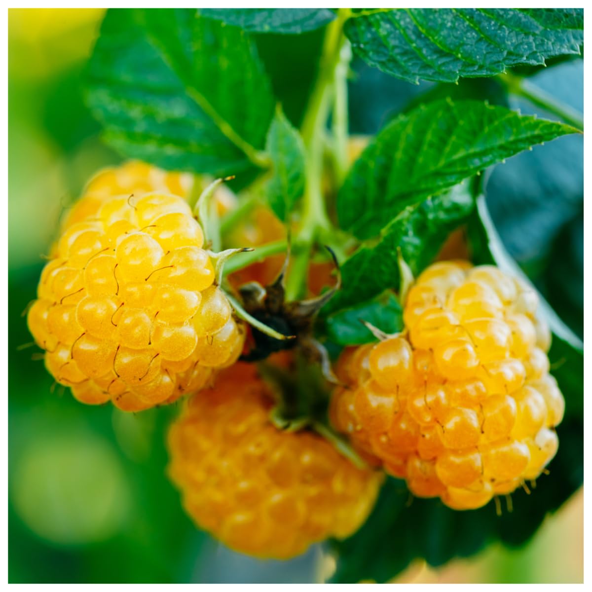'Fallgold' Yellow Raspberry Cane Multi Stemmed in 1L Pot/Rubus Idaeus 'Fallgold', Extremly Tasty