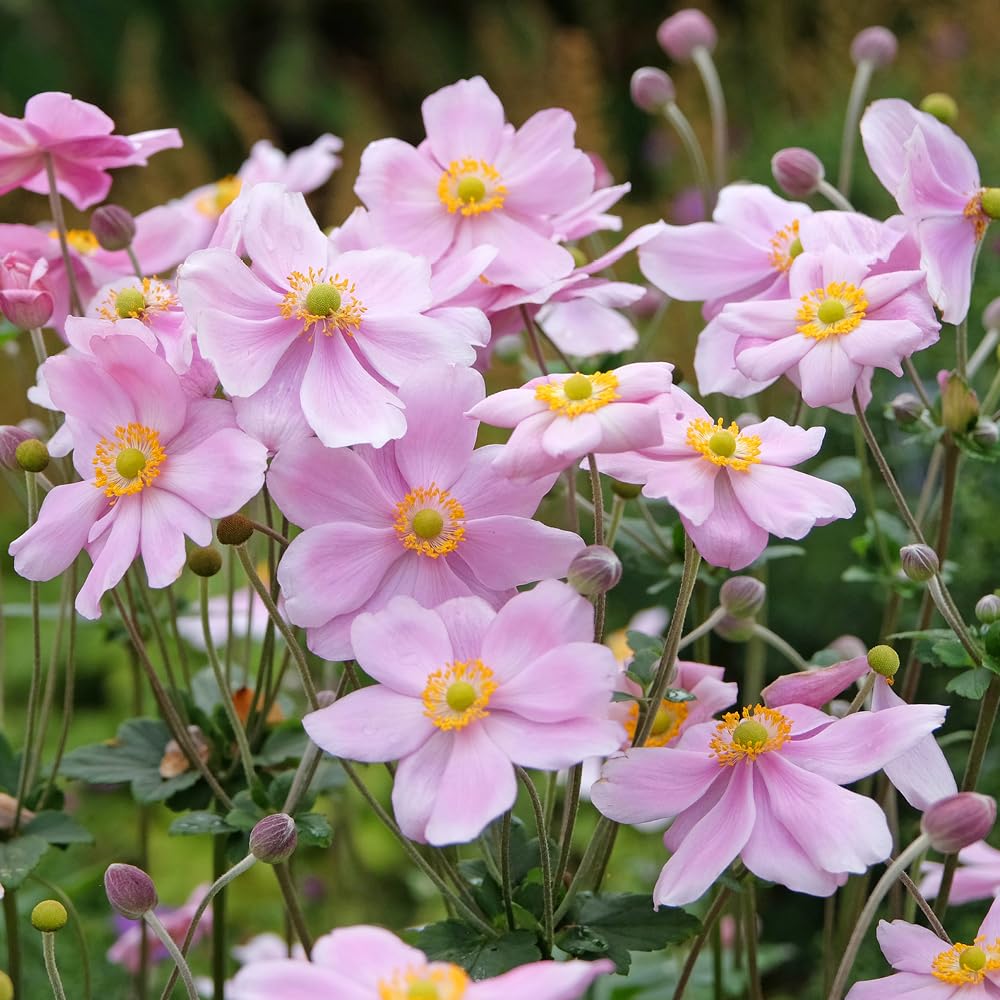 YouGarden Japanese Anemone 'Queen Charlotte' in a 9cm Pot, Long-Flowering, Pollinator-Friendly, Japanese Anemone Plants UK, Perennial Plants Garden Ready Hardy Plants โ image 1