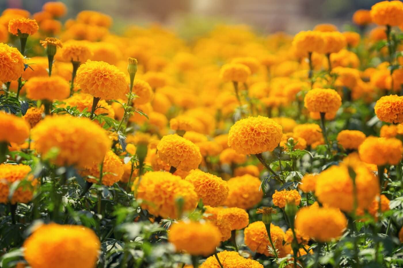 Marigold flower seeds all seasons, All seasons marigold flower seeds, Seeds for marigold flower all seasons ( 500 seeds ) (B0BW71V6KS) Amazon Price History, Amazon Price Tracker