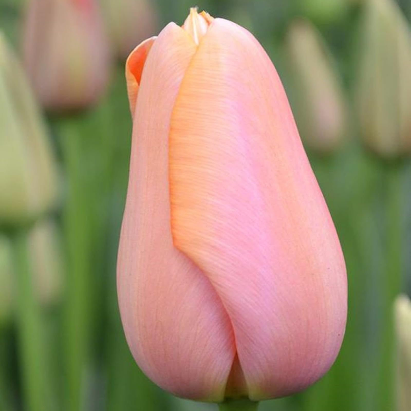 Tulip Bulbs,Flowering Rhizome,Excellent Display Indoor Perennial,Tulip Bulbs Mix,Tulip Tubers UK,Greening Flower,Balcony Garden Bulbs.-5Bulbs-I