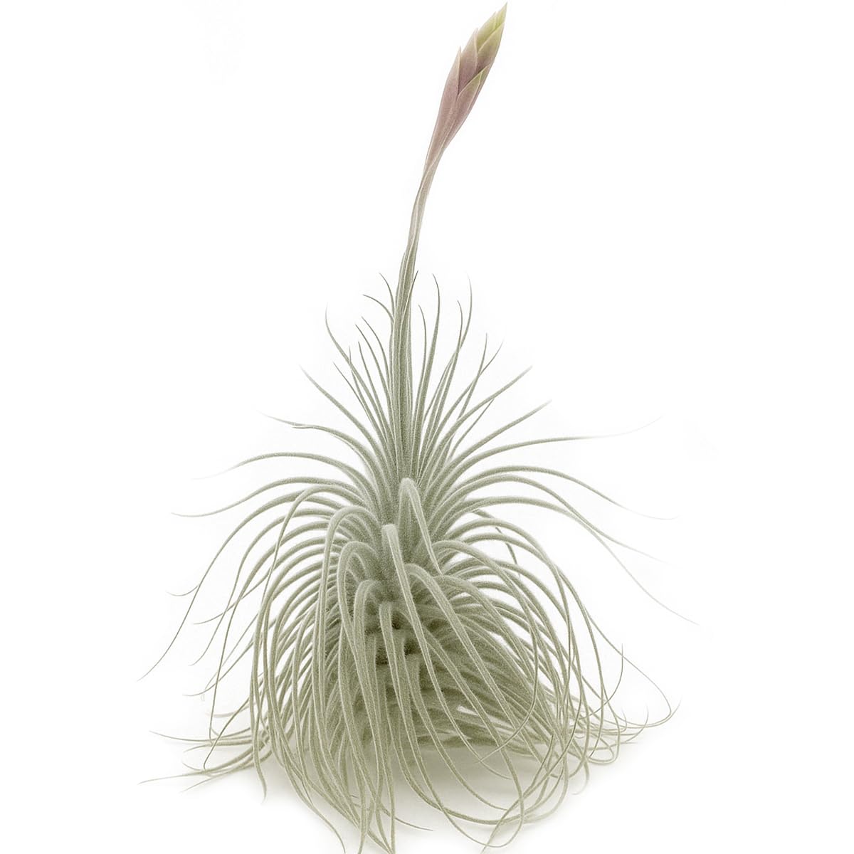 Ragnaroc Tillandsia Tectorum Air Plant