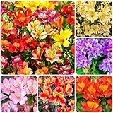 30+ Mixed Alstroemeria Seeds for Planting Outdoors-Perennial Peruvian Lily Flowers Planting for Garden Borders Containers Deer Resistant
