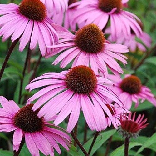 Palm Beach Medicinal Herbs - Echinacea (Echinacea purpurea) - Paquete de 100 Semillas
