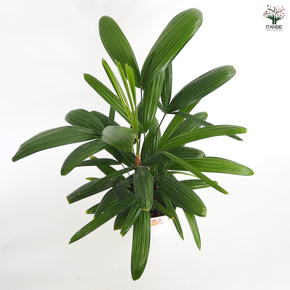 Amazon｜ITANSE 観音竹 (カンノンチク) 5号 1個売り｜観葉植物