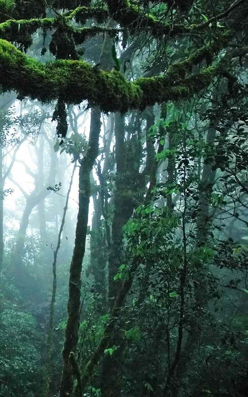 Jungle Live Wallpaper App on Amazon Appstore