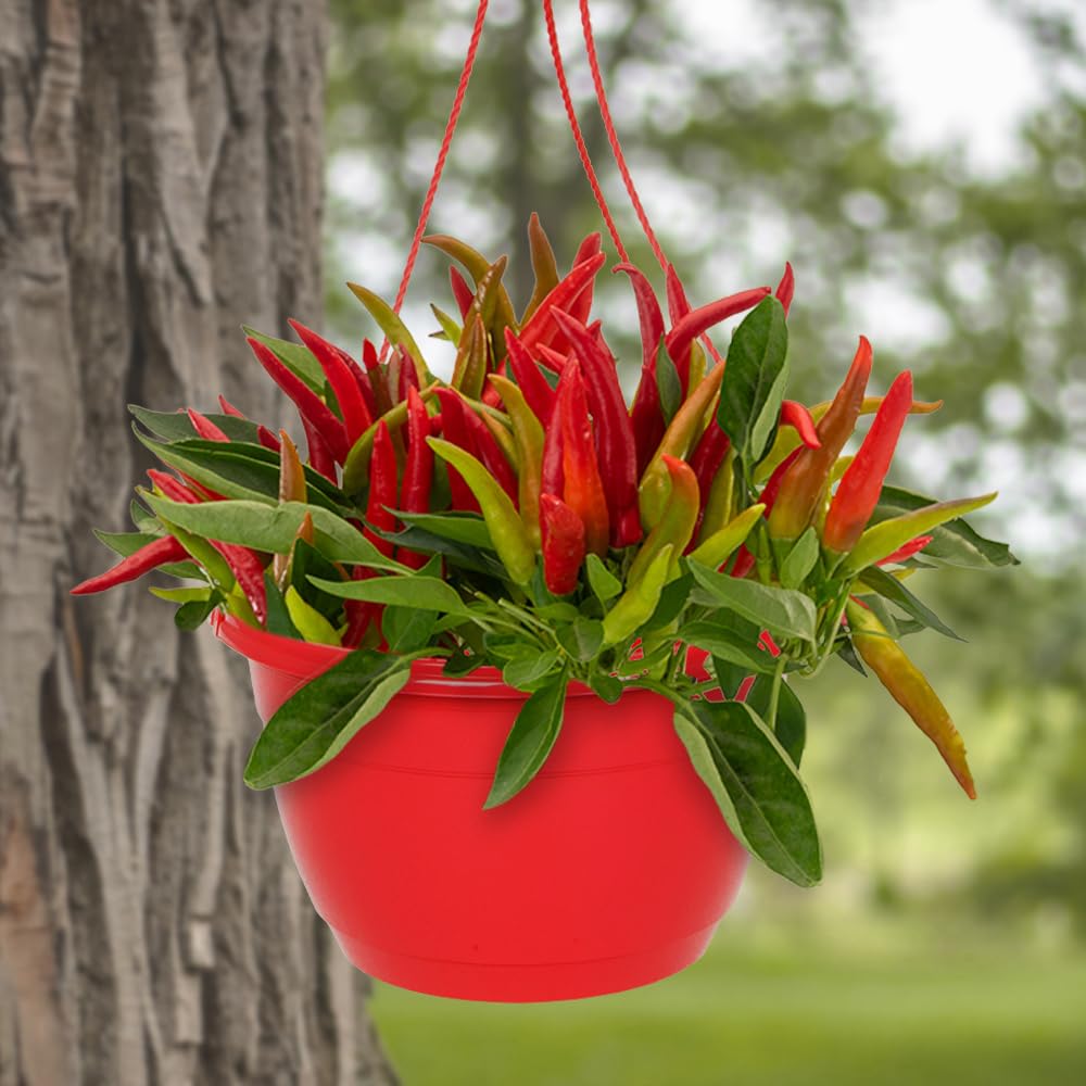 YouGarden Pre-Planted Chilli Pepper Hanging Baskets, Set Of Two 25cm Baskets, Ready To Hang Vegetable Garden Display