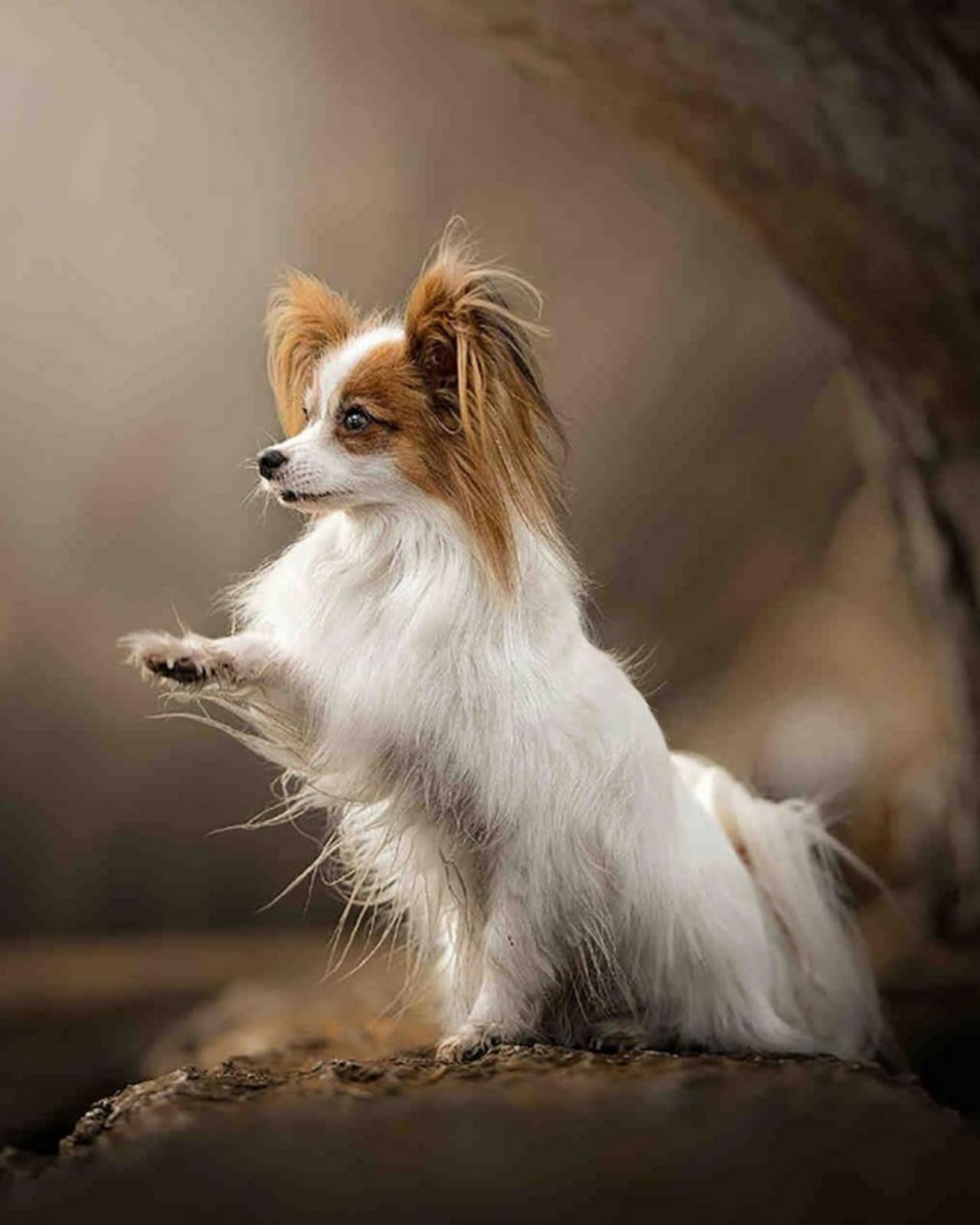 パピヨン　アート・グラフィック パピヨン 50×50cm - アート・インテリア絵画の通販 ｜リビングハウス