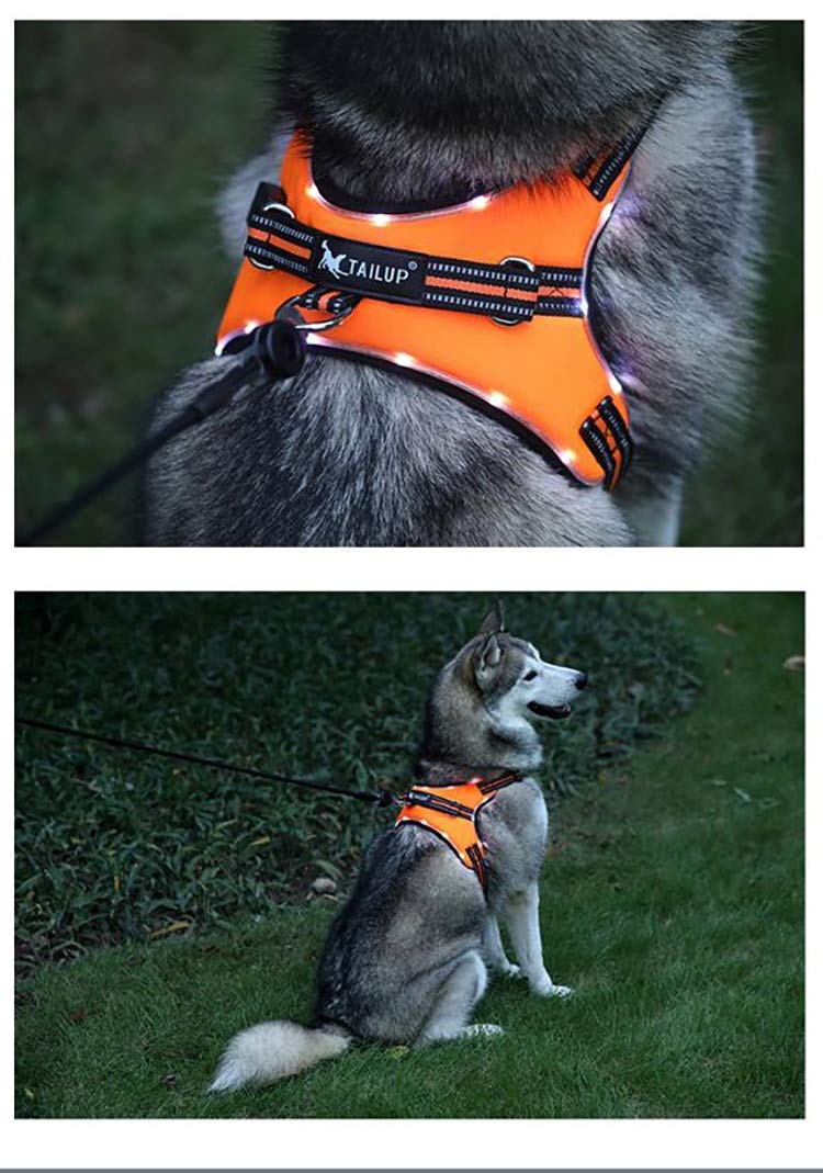 Haustier LED Kabelbaum für Haustier Hund Schwanz Nylon LED blinken Hund Kabelgeschirr Halsband Haustier Sicherheitsgurt Leine Hundezubehör M Grün