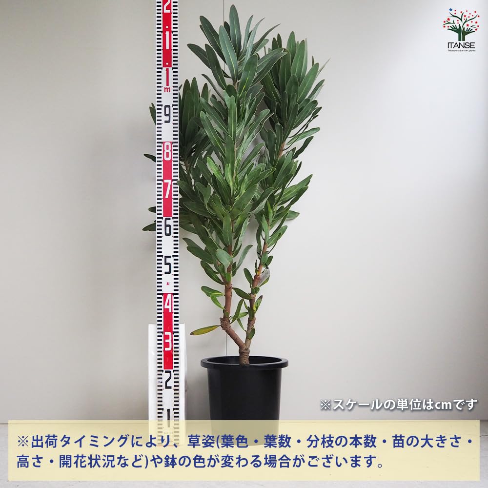 プロテア クリームミンク 5 プロテア クリームミンク | 沼ノ上農園