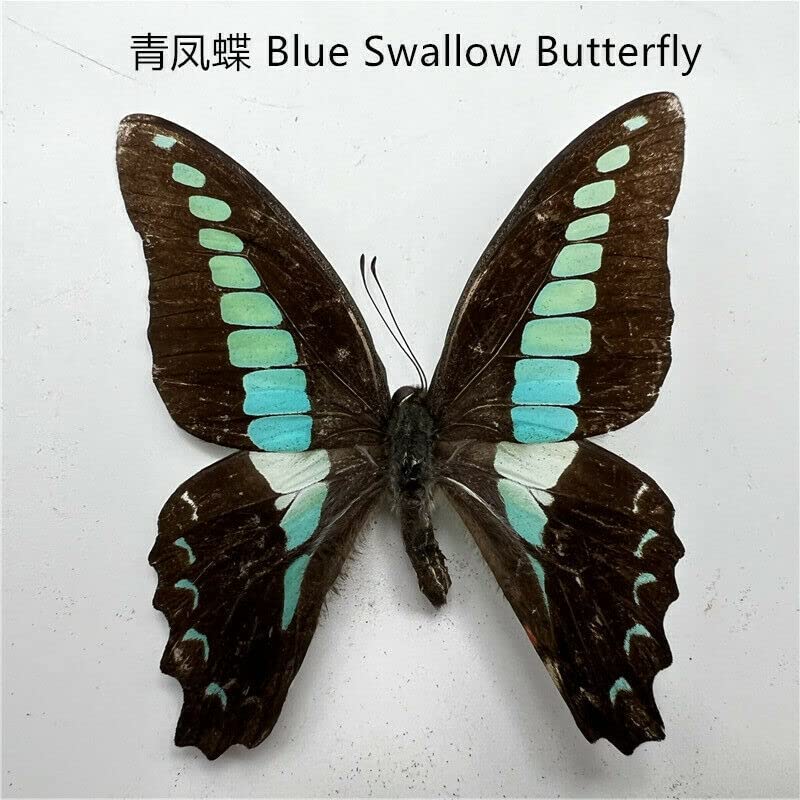Natural Butterflies for Collection, Assorted Dry-Preserved Tropical Butterflies, Real Specimens Entomology, Butterfly Natural, Decorations, Butterflies Wall Décor (30)