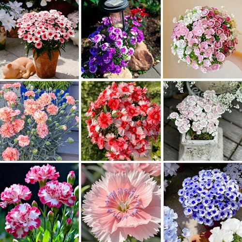 Mixrug Mix Sweet William Dianthus Seeds for Planting, 5000+pcs Rare Perennial Creeping Dianthus barbatus Flower Seeds Non-GMO Heirloom Rare Plants, Open Pollinated Beauty Home Garden for Outdoors