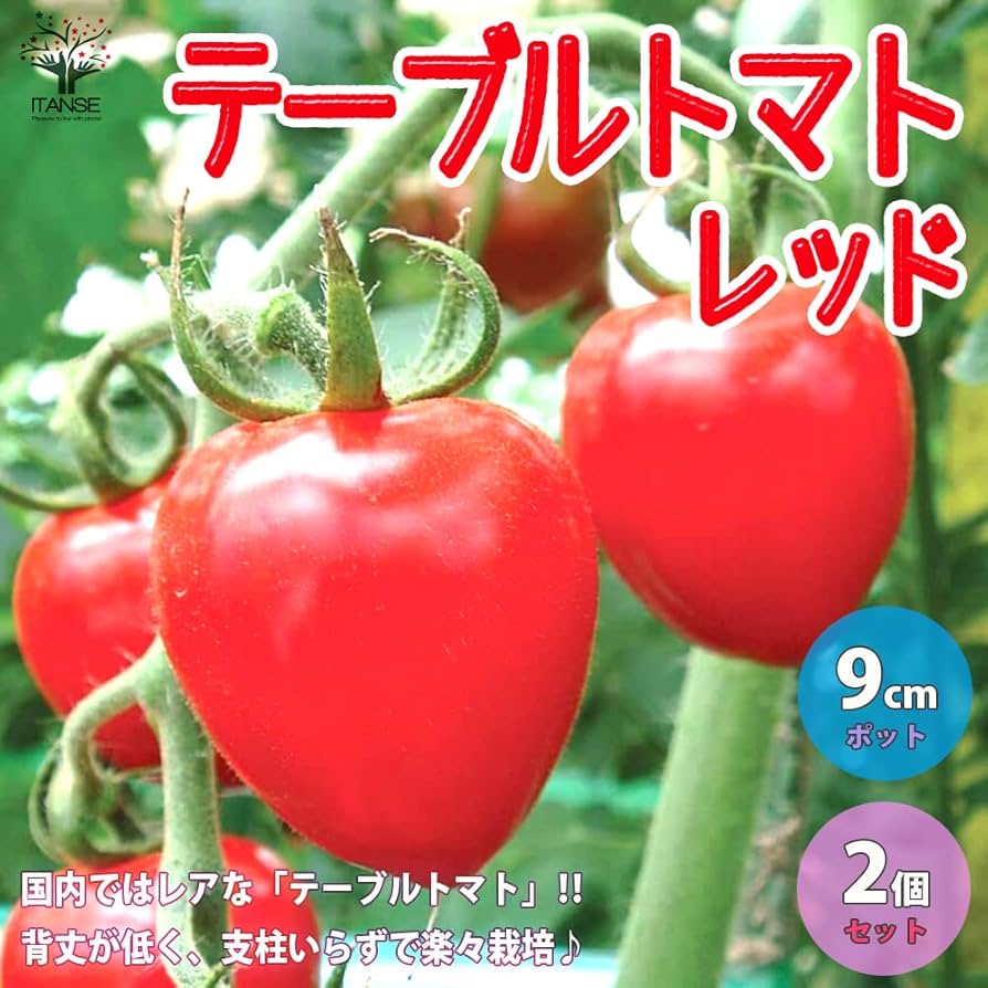 珍しいトマトの苗5本セット 珍しいトマトの苗5本セット