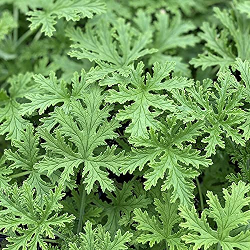 100PCS Seeds Citronella Plant Seeds | Non-GMO | Garden Home Plant Seeds, Fresh Garden Seeds, Gardeners Choice!