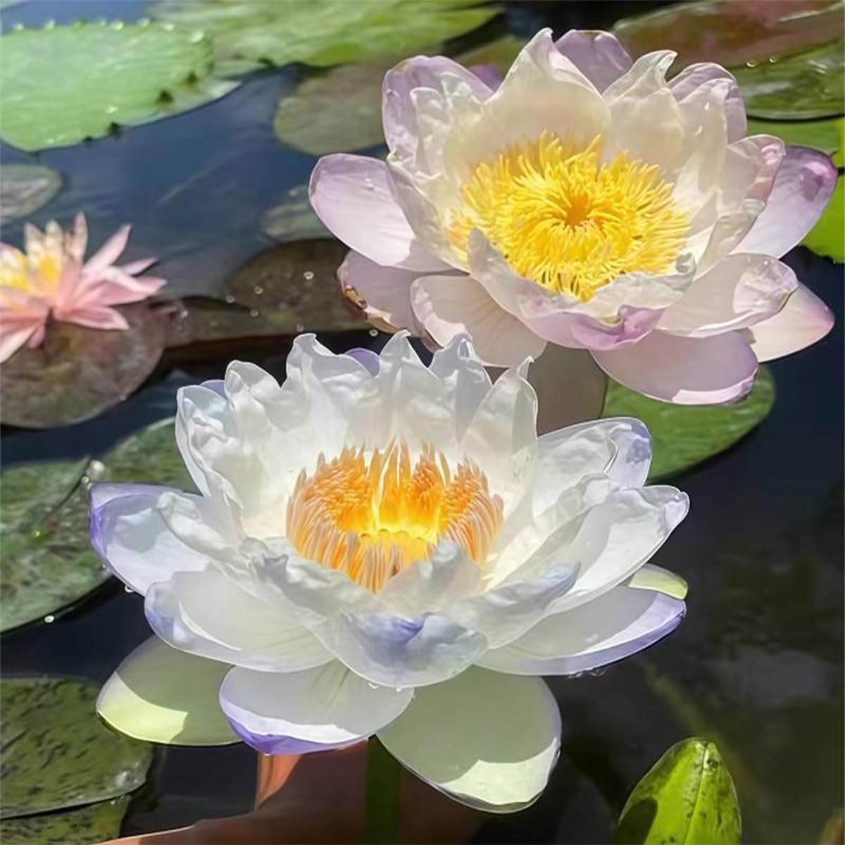 Graines De Lotus Mélangées - Environ 100 Graines, Pour Culture Hydroponique Ou En Sol, Décoration De Bassin, Balcon Ou Bureau - 5