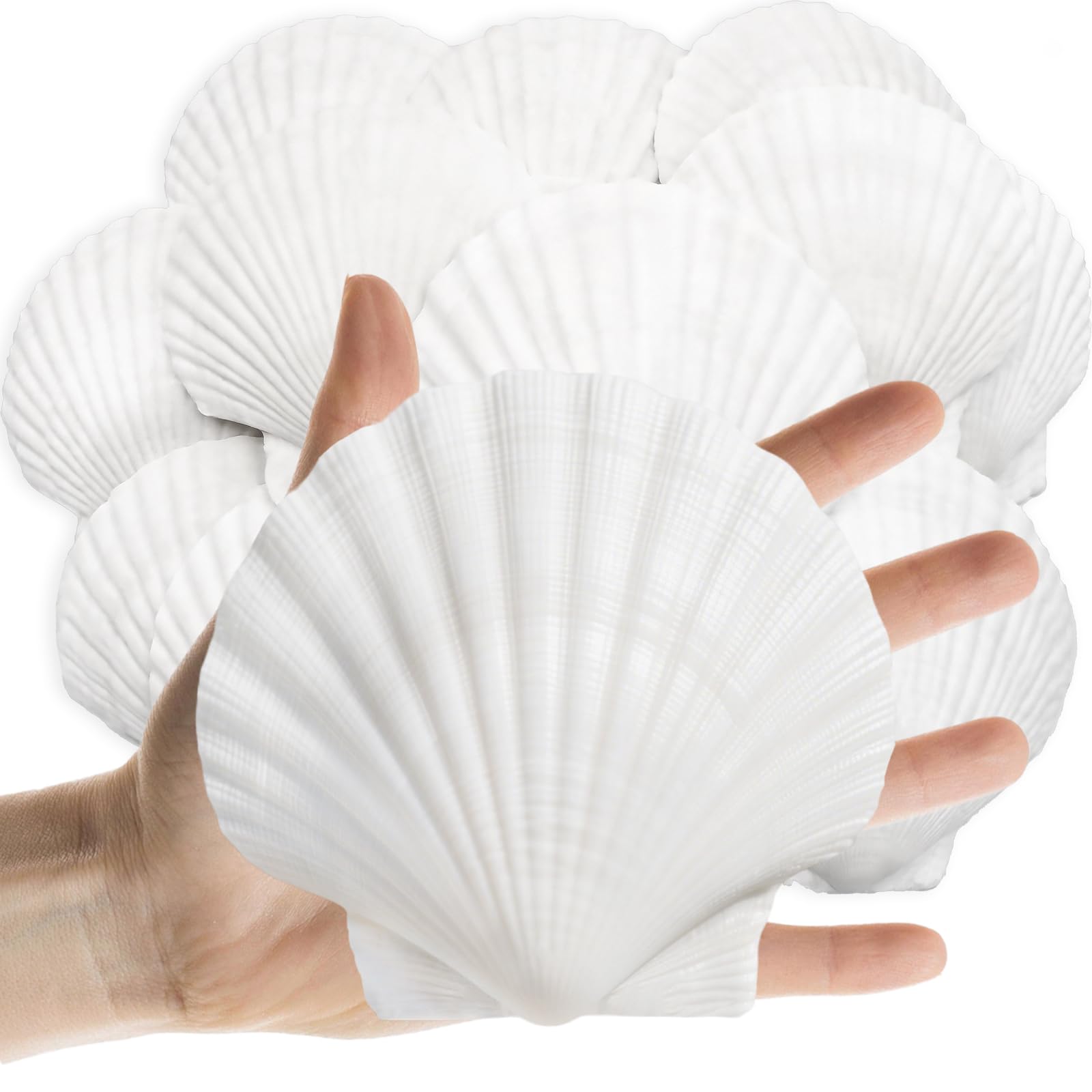 Photo 1 of Lanwexy Natural Scallop Shells (10-12CM)