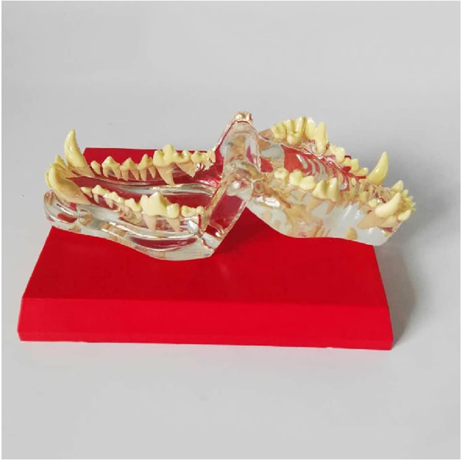 Przezroczysty model uzębienia psa, model zębów dentystycznych psa, przezroczysty model dentystyczny psa, anatomia ciała zwierzęcego, replika zębów szczęki psa do biura weterynaryjnego, narzędzie