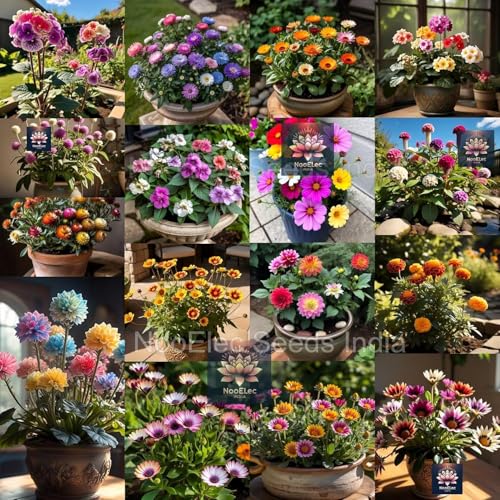 Image of Low Maintenance Hybrid Flower Seeds Combo Pack- All Year Flower Seeds Supply (40 VARIETY ALL YEAR PLANTING)