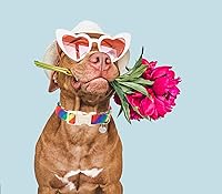 Vista 93 de DOGWONG Collar de perro de San Valentín, collar de perro con estampado de corazones para perros grandes, lindos collares de primavera, hembra