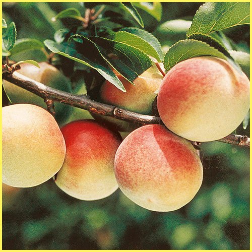 Amazon | 梅(ウメ)苗木 紅さし | 果物