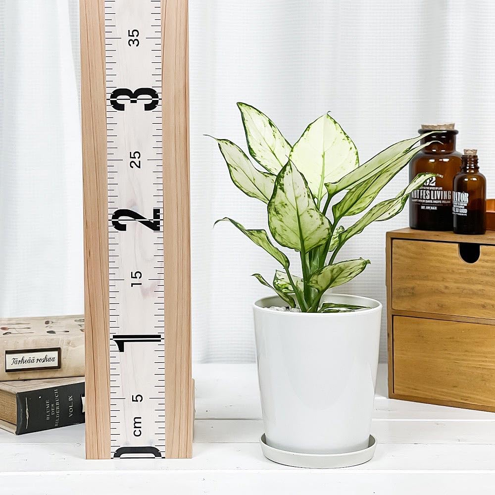 Amazon.co.jp: PLANCHU 観葉植物 アグラオネマ ホワイトバレンタイン 4