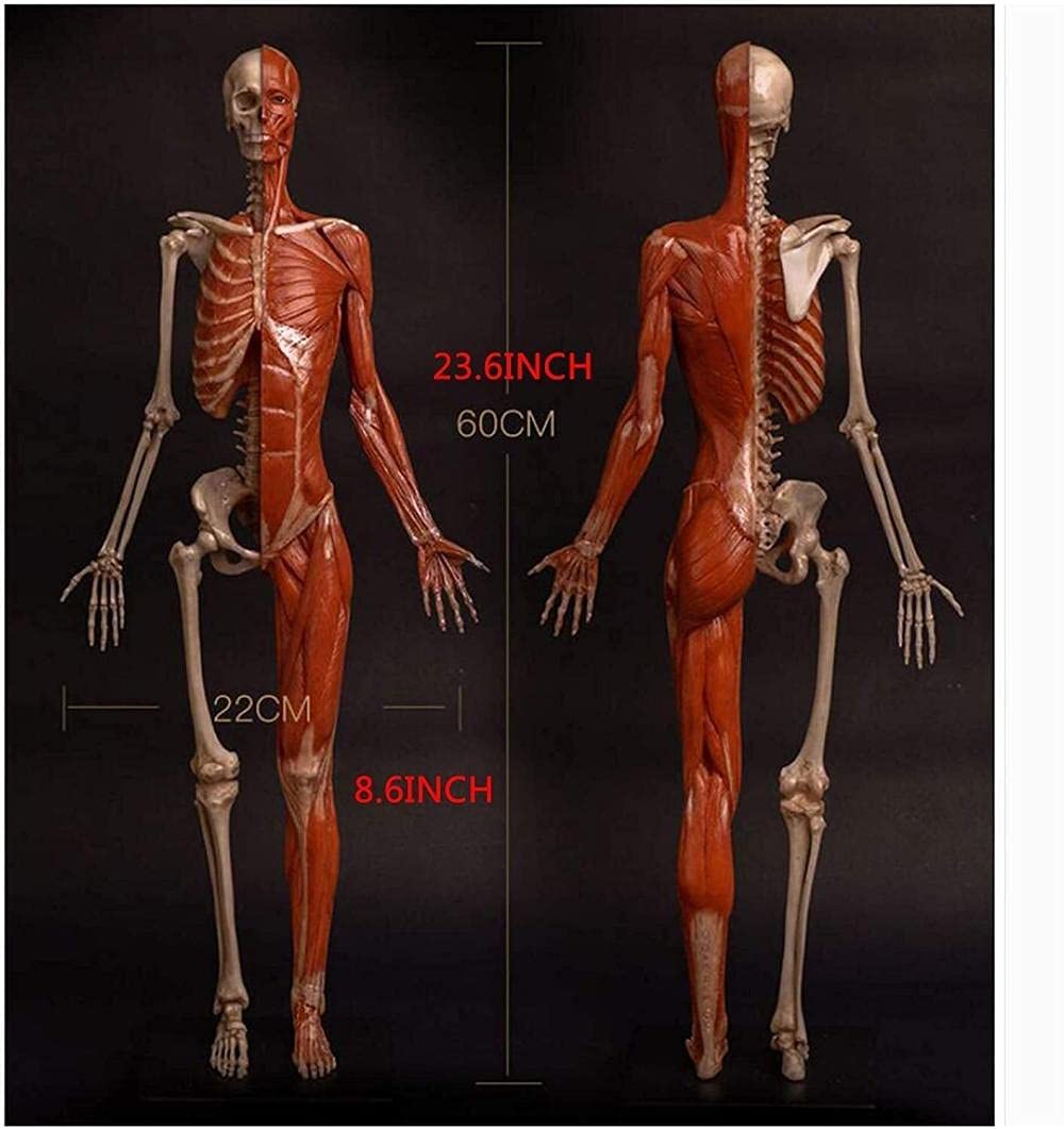 Amazon.co.jp: Lhmyhhhの女性解剖学図人体筋肉と骨格解剖学的モデル