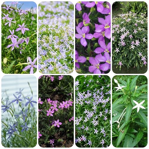 semillas de isotoma fluviatilis semillas de hierbas medicinales, semillas de flores de balcón isotoma axilar jardín de hierbas, plantas de, semillas de hierbas Plantas 200pcs