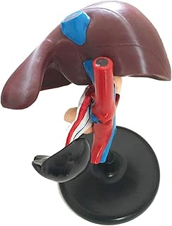 Study Model Human Organ Anatomical Model - Human Hepatopancreas and Duodenum Anatomical Model - PVC Material Human Liver Anatomical Model - for Medical Educational Training Aid SaiFei