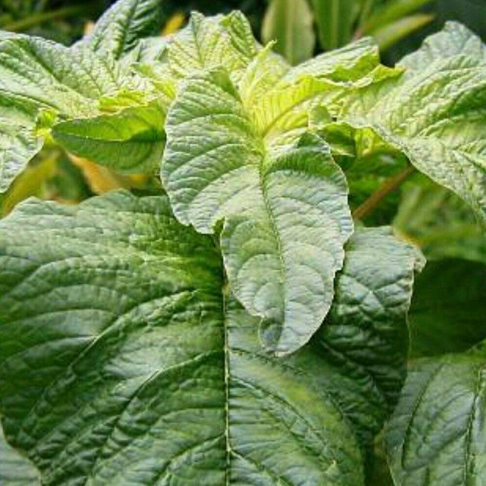 Buy4seeds 600 Seeds Amaranth Green Giant Salad Easy to Growing (600 Seeds)