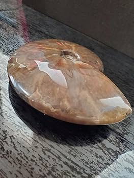 Amazon.co.jp: 537.5g!! アンモナイト(アンモライト) 化石 台座付き