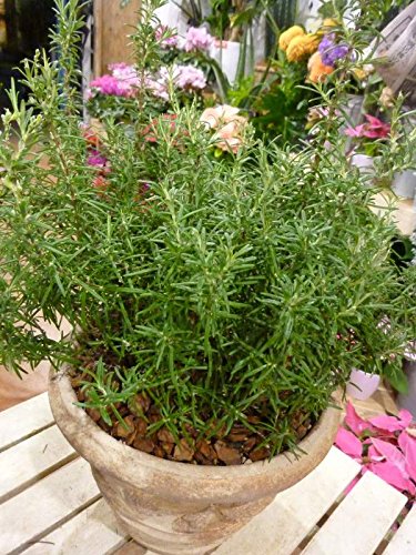 Amazon｜ローズマリーの大株寄せ植え アンティーク風のテラコッタ陶器