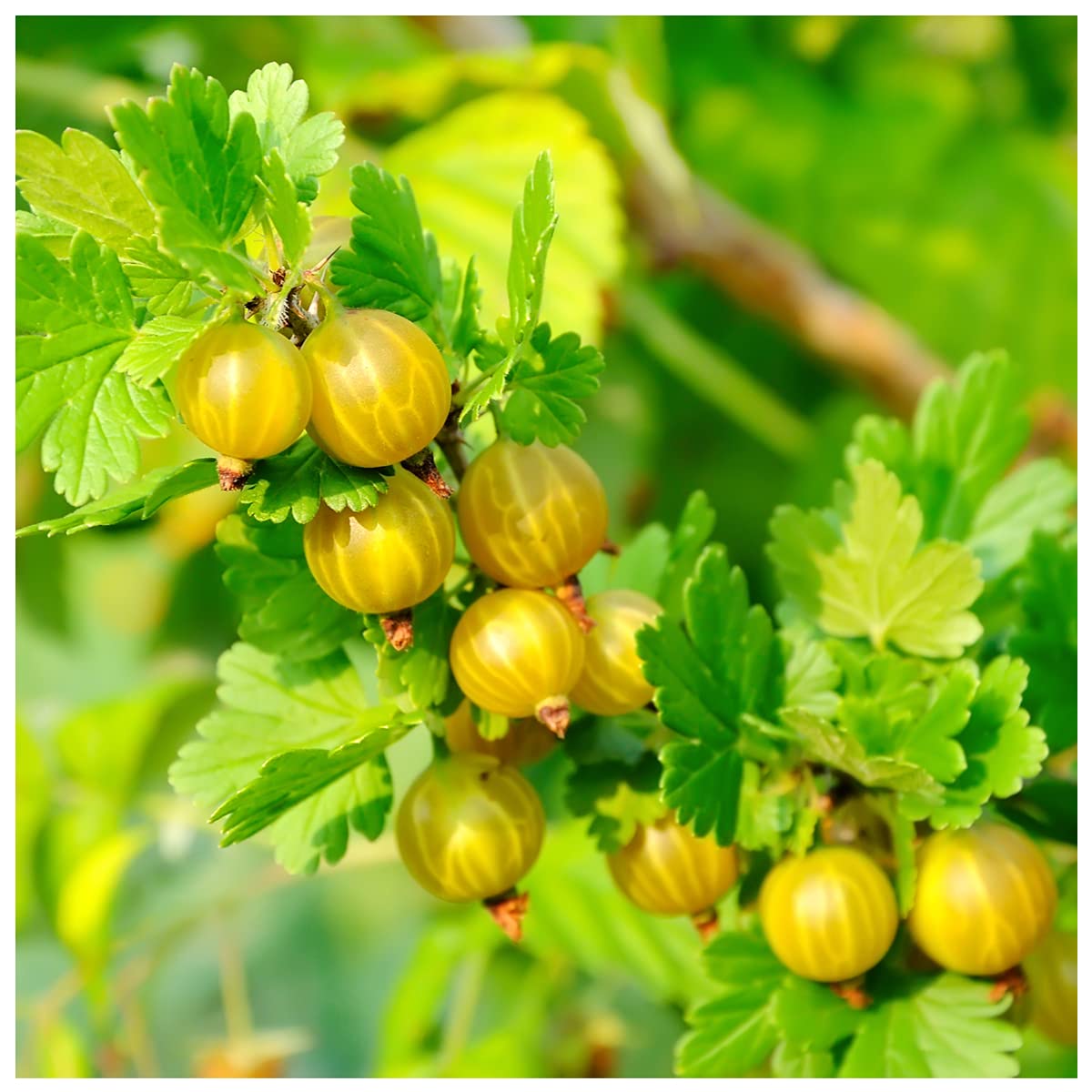 Buy 3 Yellow Gooseberry Plants/Uva Crispa Hinnonmakii