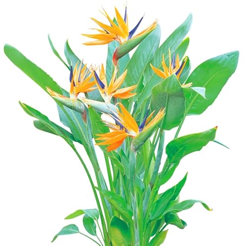 Set 2 Bird of Paradise Plants Strelitzia