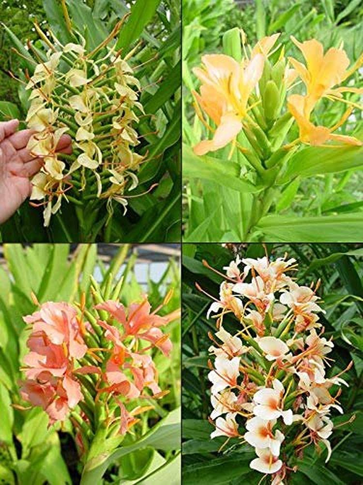 HEDYCHIUM Imported Flower Bulbs 100% GERMINETION (Pack of 10 Bulb) (LIVEGREEN) (Multi)