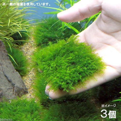 （水草）★育成済★ ウォーターフェザータイル（無農薬）（３個）