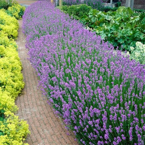 Bloomique - Set di 6 - Lavandula Angustifolia - Pianta di Lavanda - Pianta da Gi...