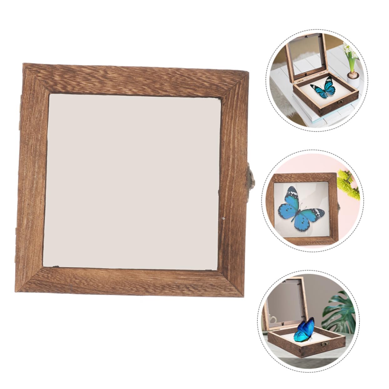 SOLUSTRE 4pcs Butterflies Specimen Display Box Insect Specimen Case Lid Case for Collection